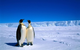 3d обои Два королевских пингвина на фоне бескрайних снегов Антарктиды  птицы