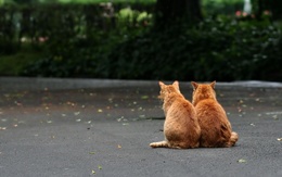 3d обои Рыжие братья. Коты сидят рядом друг с другом  кошки