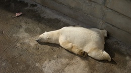 3d обои Белый медведь спит в неуклюжей позе  медведи