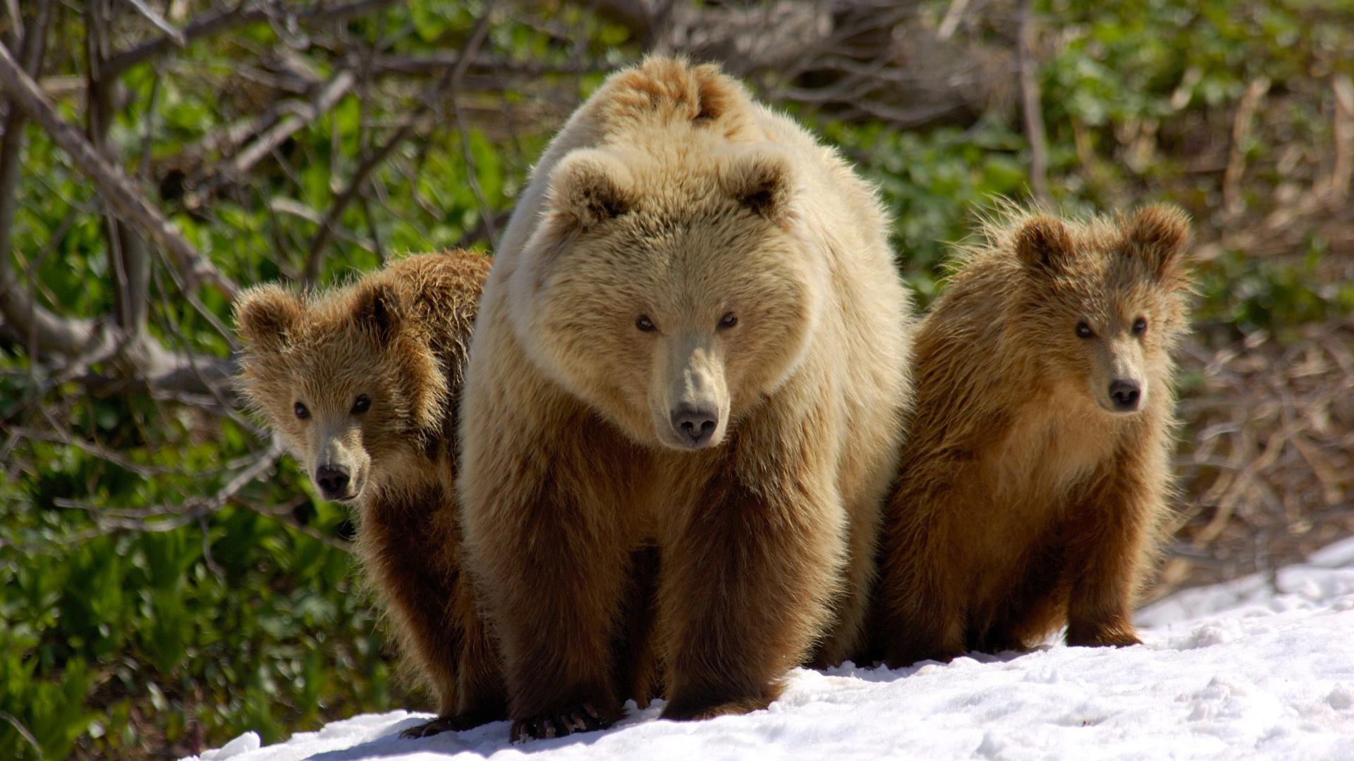 3d обои Медведица с медвежатами на прогулке  медведи # 53340