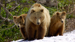 3d обои Медведица с медвежатами на прогулке  снег