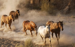 3d обои Табун лошадей несётся вскачь по пыльной тропе  лошади