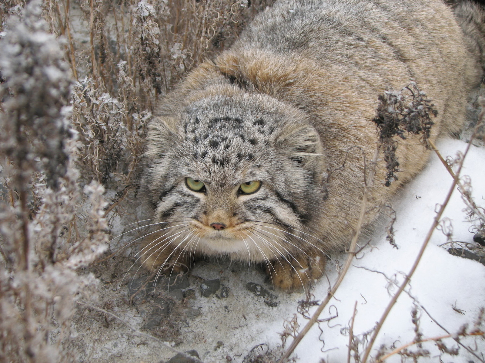 3d обои Кот - манул -хищное млекопитающее семейства кошачьих  снег # 80655