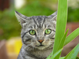 3d обои Зеленоглазая кошка  листья