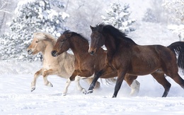 3d обои Русская тройка лошадей  лошади