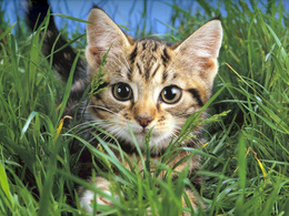 3d обои Кошка выглядывает из травы  листья