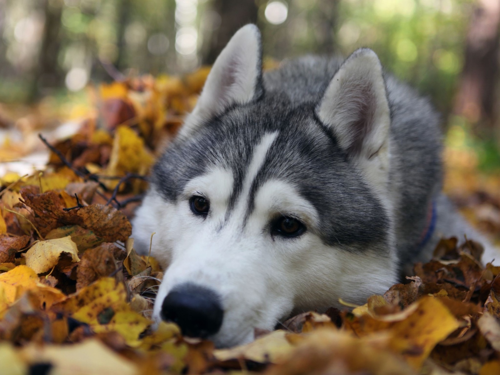 3d обои Сибирская хаски лежит на осенней листве  собаки # 81291
