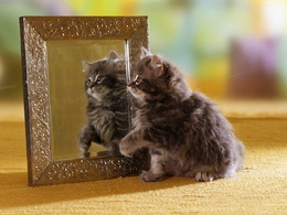 3d обои Котёнок смотрится в зеркало  кошки