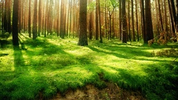 3d обои Красивый лес в утренних лучах солнца  солнце