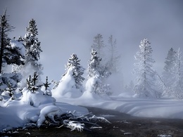 3d обои Красивый лес зимой  зима