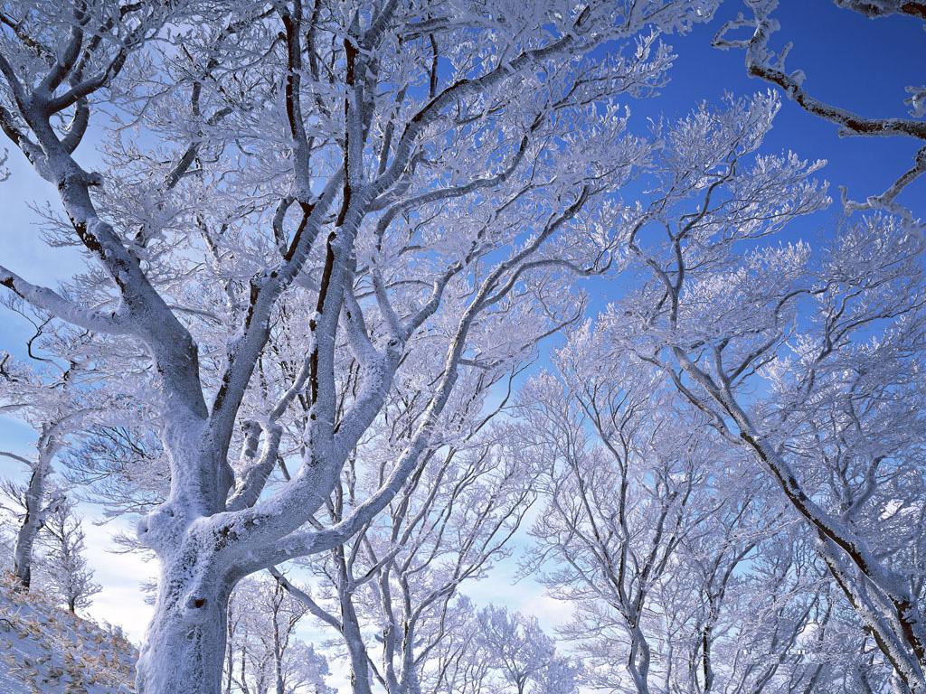 3d обои Деревья в снегу холодной зимой  1024х768 # 43