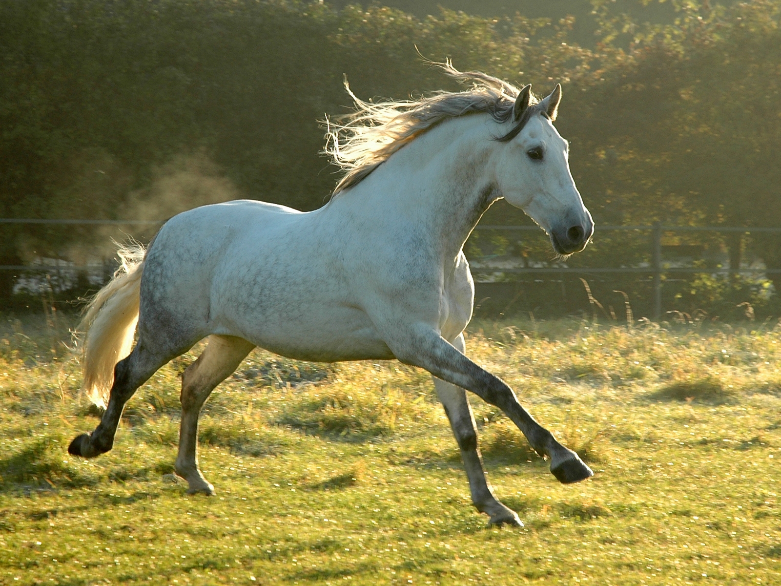 3d обои Белый конь в серых пятнах бегает на просторах  лошади # 51284