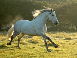 3d обои Белый конь в серых пятнах бегает на просторах  лошади