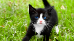 3d обои Чёрно-белый котик на травке  кошки