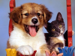 3d обои Кошка и собака  кошки