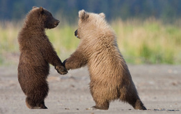 3d обои Два медвежонка  медведи