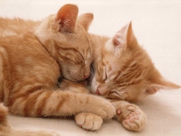 3d обои Две  спящие рыжие кошки  1920х1440