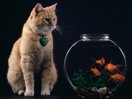 3d обои Кот с сердечком на шее наблюдает за золотыми рыбками в аквариуме  кошки