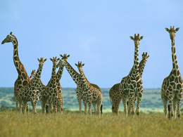 3d обои Целое стадо жирафов  жирафы