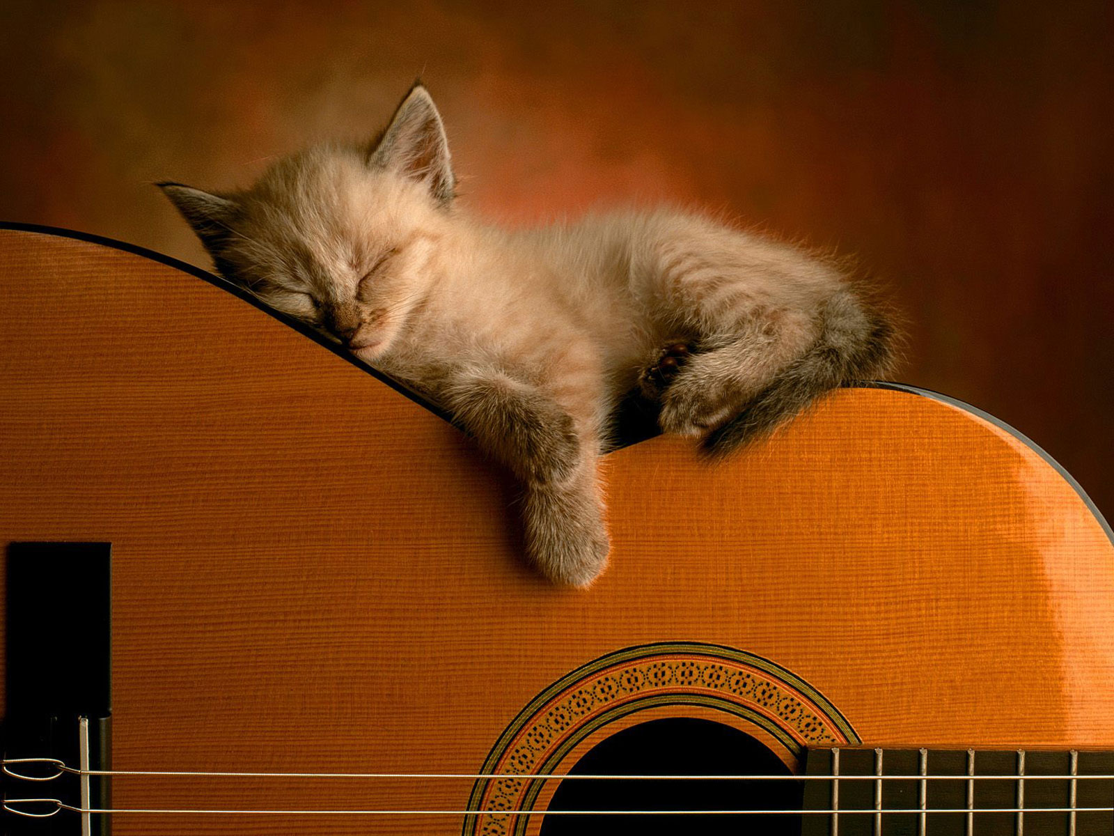 3d обои Котёнок спит на гитаре  музыка # 59237