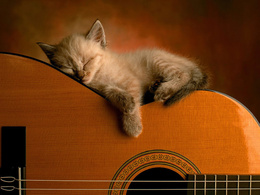3d обои Котёнок спит на гитаре  музыка