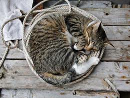 3d обои Кошка свернулась в веревке  кошки