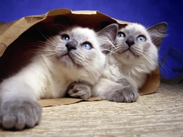 3d обои Два котёнка смотрят наверх из бумажного мешка  1920х1440