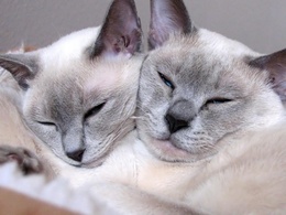 3d обои Спящие кошки  позитив