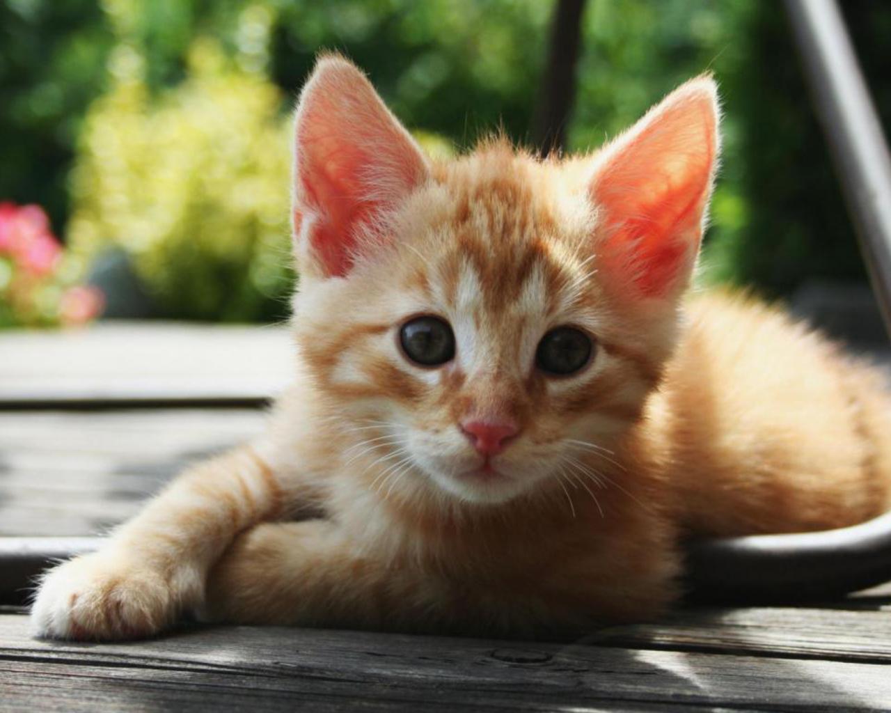 3d обои Симпатичный рыжий котёнок  кошки # 45838