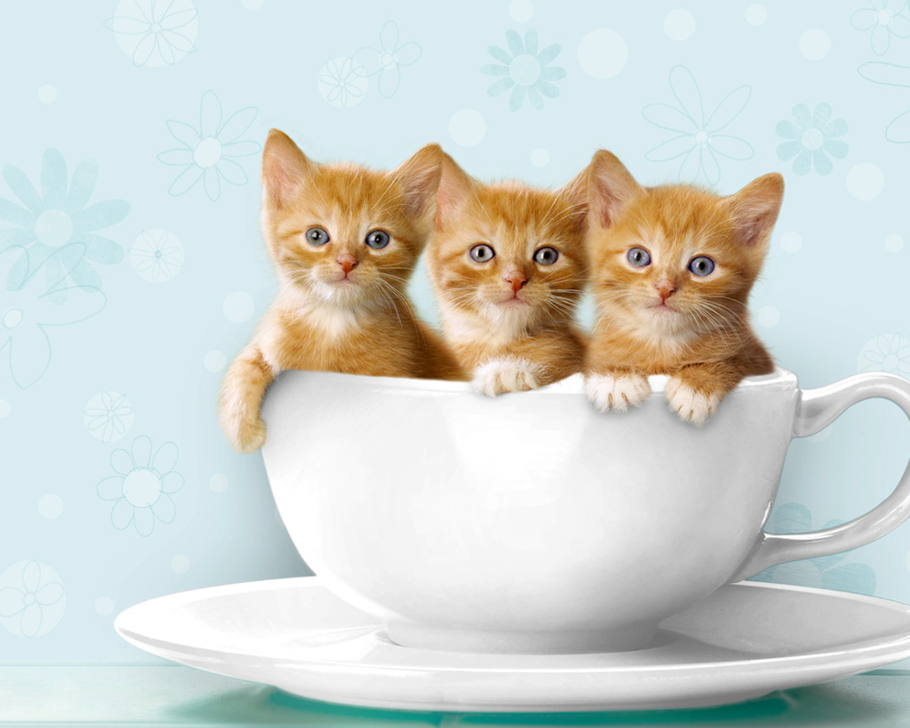 3d обои Три рыжих котёнка в чашке  кошки # 45837