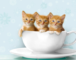 3d обои Три рыжих котёнка в чашке  кошки