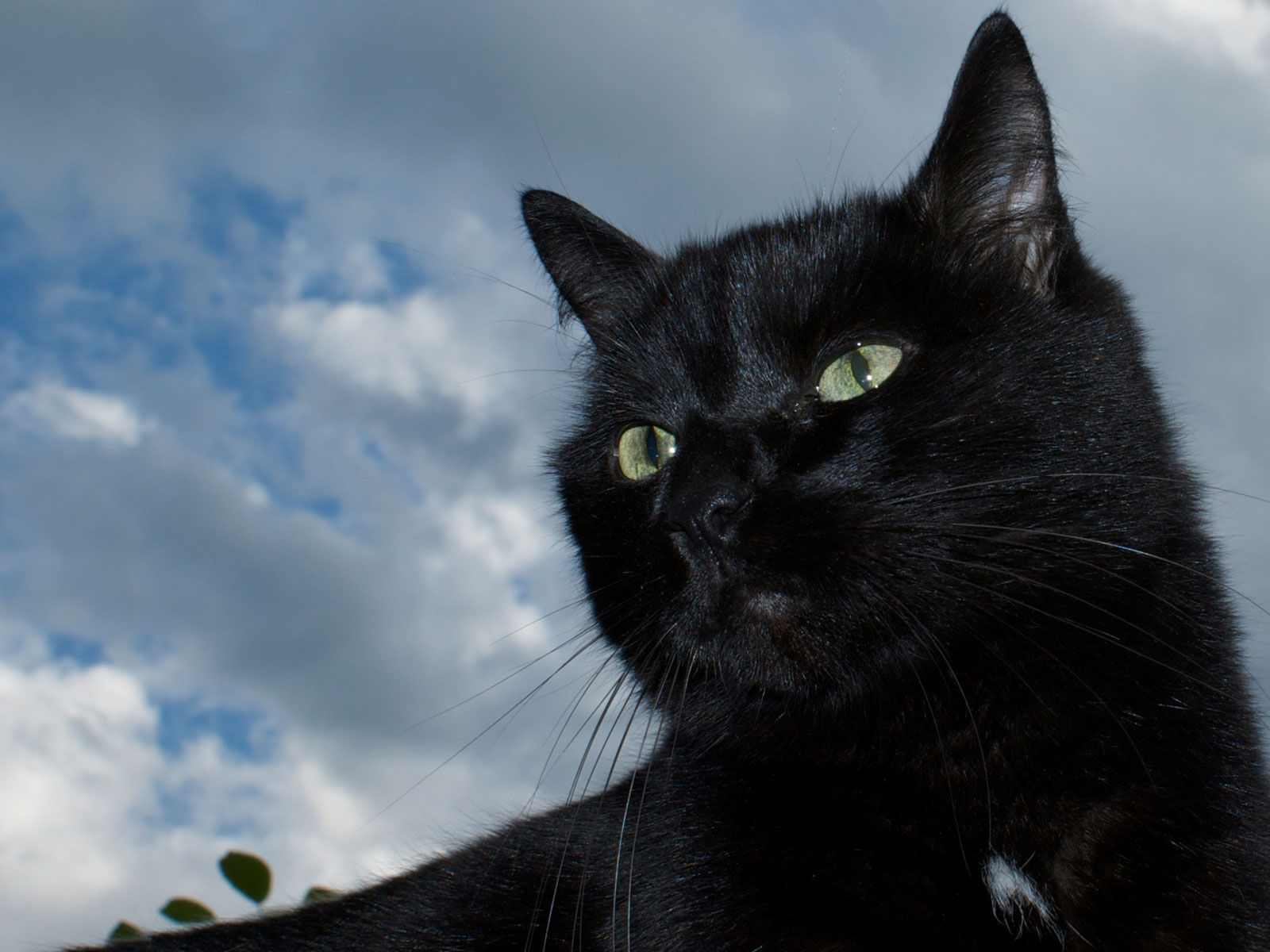 3d обои Чёрная кошка на фоне облачного неба  кошки # 45835