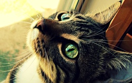 3d обои Красивый зеленоглазый кот с надеждой смотрит вверх  макро
