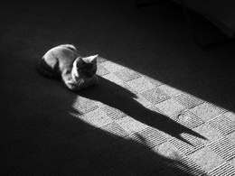 3d обои Кот, сидящий на ковре, и его тень  кошки