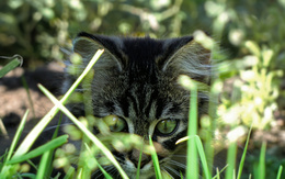 3d обои Котёнок нашёл что-то интересное в траве  кошки