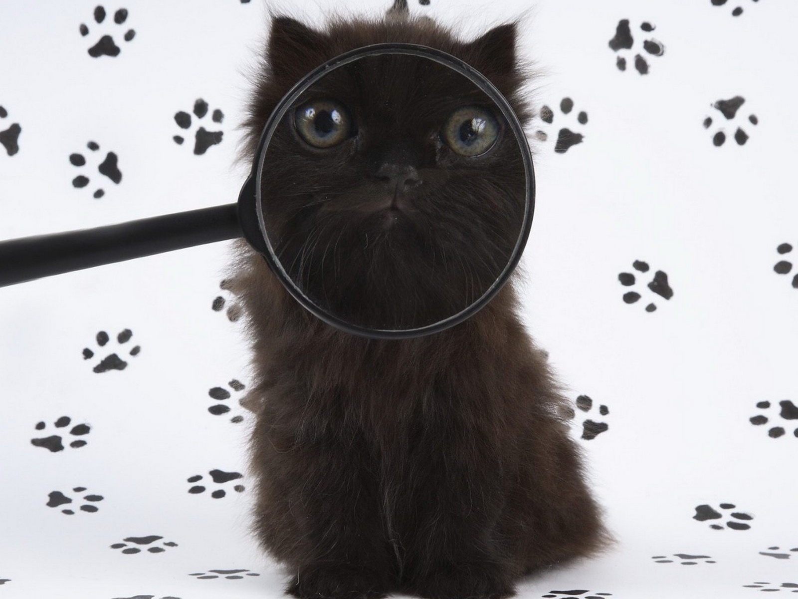 3d обои Мордашка чёрного кота через лупу  кошки # 45817