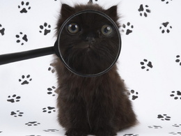3d обои Мордашка чёрного кота через лупу  кошки