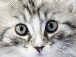 3d обои Мордашка котёнка с красивыми глазами  кошки