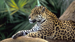 3d обои Леопард отдыхает на дереве  животные