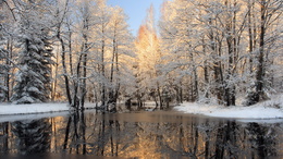 3d обои Пейзаж. Зима, заснеженные ели, замерзающая речушка, голубое небо.  зима