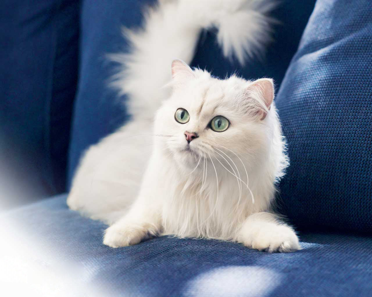 3d обои Белая кошка на синем диване  кошки # 45795