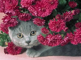 3d обои Серый кот выглядывает из красных георгин  цветы