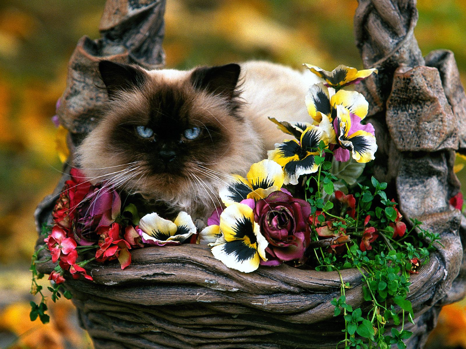 3d обои Сиамский кот в корзине с цветами  кошки # 45793