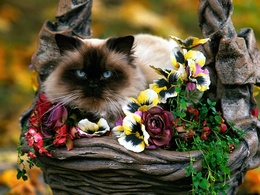 3d обои Сиамский кот в корзине с цветами  кошки