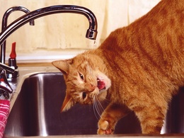 3d обои Рыжий кот пьёт воду из-под крана  капли