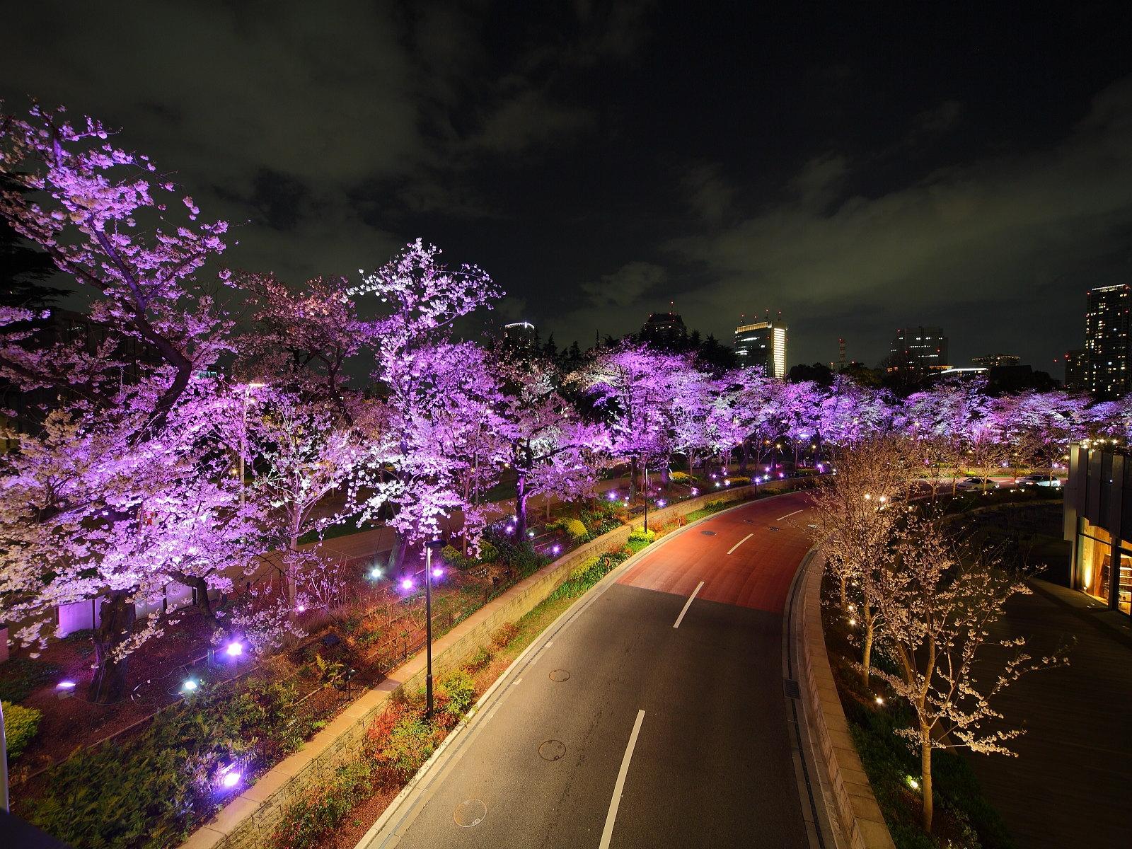 3d обои Из-за городской подсветки деревья кажутся лиловыми  дороги # 35628