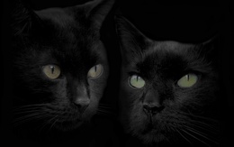 3d обои Два чёрных кота  кошки