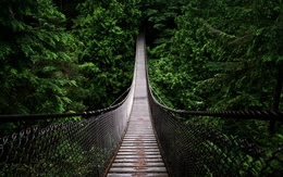 3d обои Деревянный подвесной мост  лес