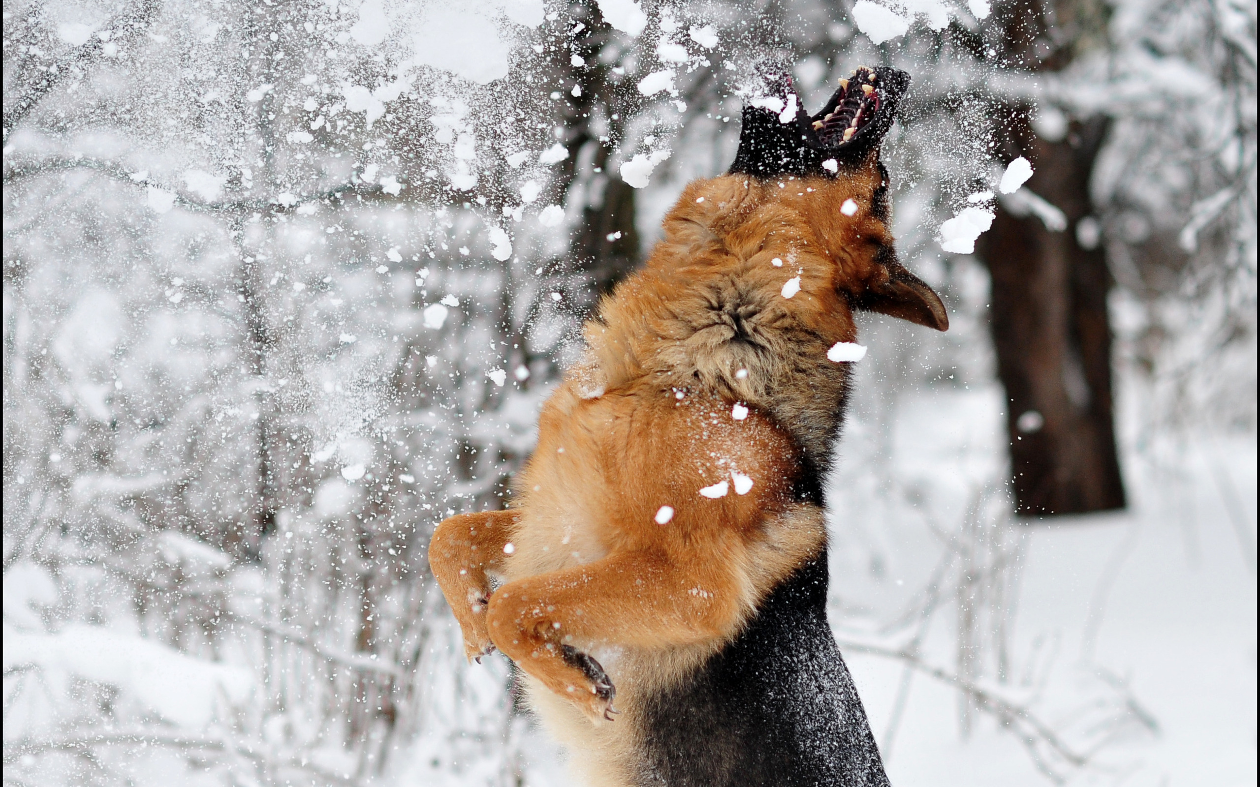 3d обои Немецкая овчарка ловит снег падающий с деревьев  зима # 40857