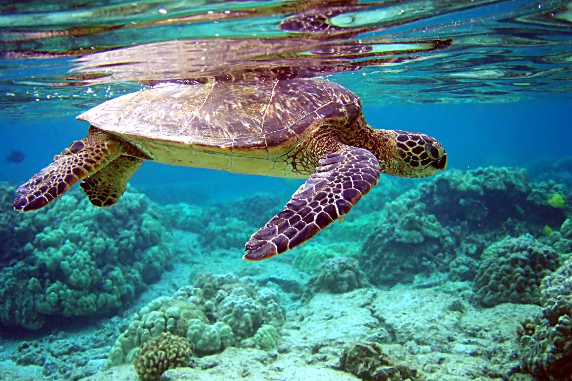 3d обои Морская черепаха  подводные # 68418